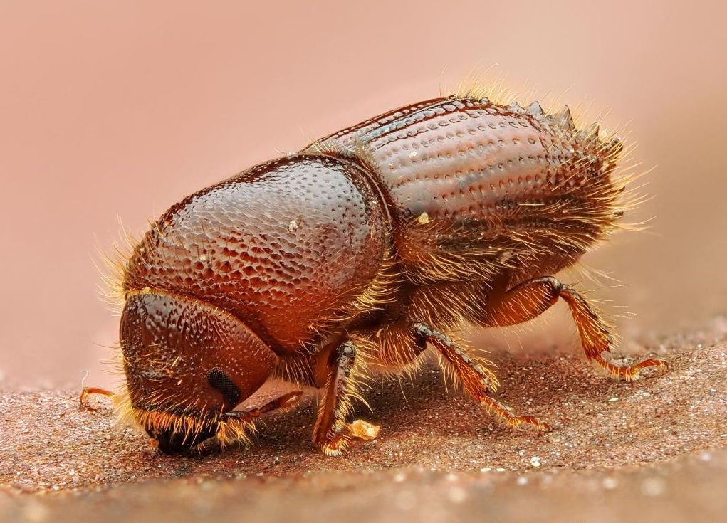 Plaga Ips sexdentatus