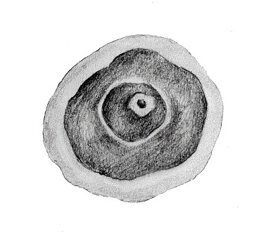 CÍTRICOS mayo25 INT2