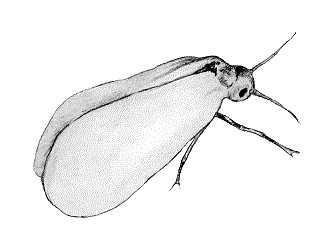 CÍTRICOS mayo25 INT8