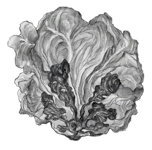 LECHUGA Y ESCAROLA abril25 int2