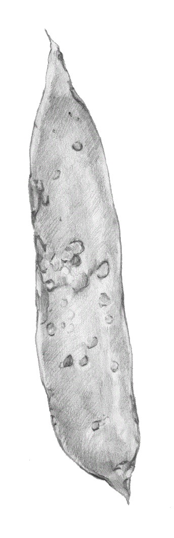 LEGUMINOSAS abril25 int7
