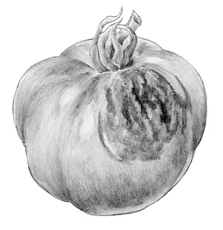 TOMATE abril25 int8