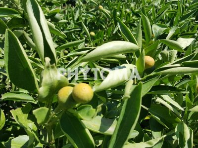 Mandarinas precoces 