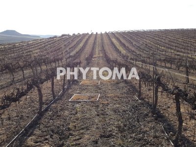 cartografía de malas hierbas  en viticultura de precisión