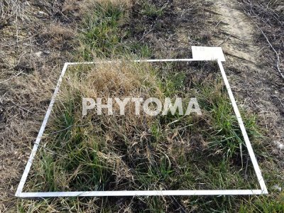 cartografía de malas hierbas  en viticultura de precisión