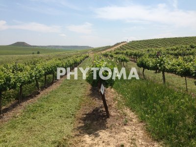 cartografía de malas hierbas  en viticultura de precisión