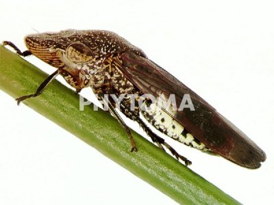 Xylella fastidiosa 