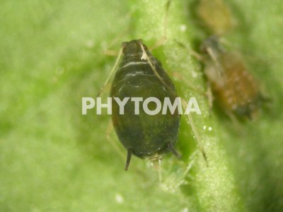 Aphis gossypii