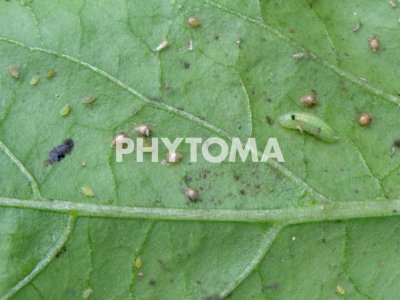 Sphaerophoria rueppellii 
