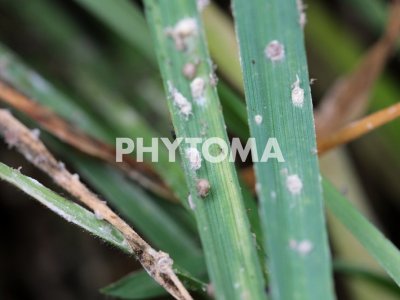 Aphididae
