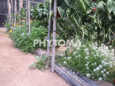 Plantas con flores 