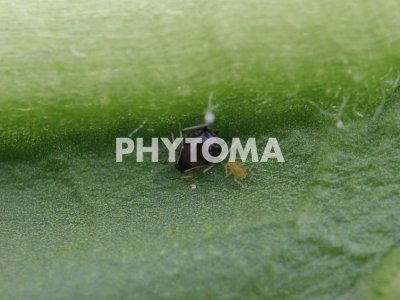 Aphis craccivora