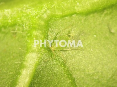 Myzus persicae persicae