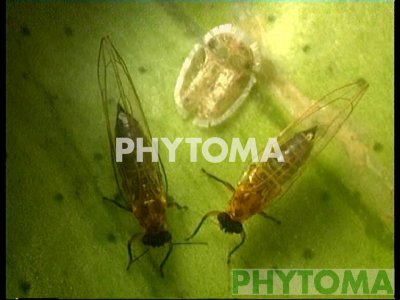 Psila africana de los cítricos