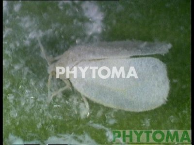 Mosca blanca