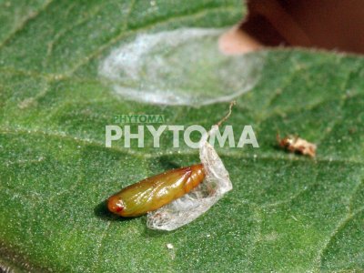 Polilla del tomate