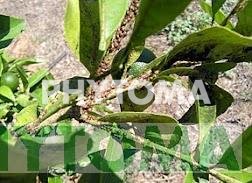Cochinilla blanda