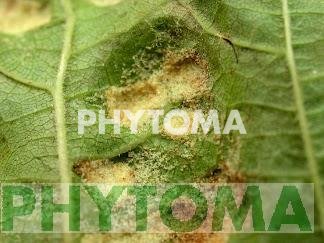 Erinosis de la vid