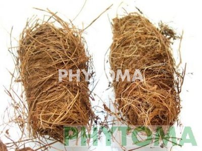 Picudo rojo de la palmera