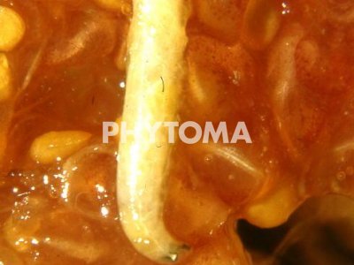 Mosca de la fruta
