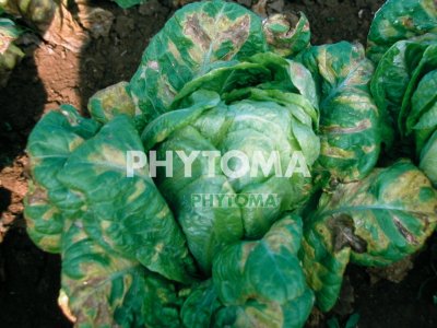 Mildiu en lechuga