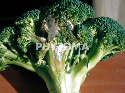 Sclerotinia