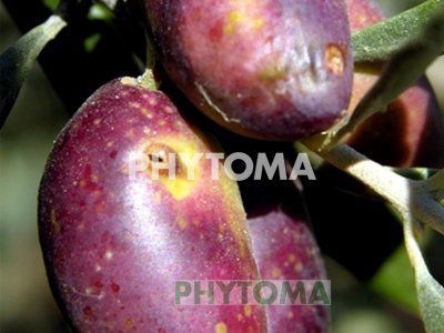 Mosca del olivo