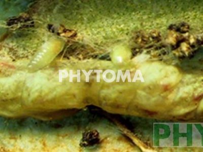 Polilla del olivo