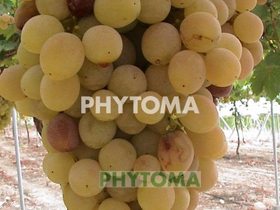 Mosca de la fruta