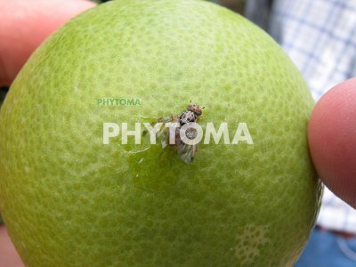 Mosca de la fruta