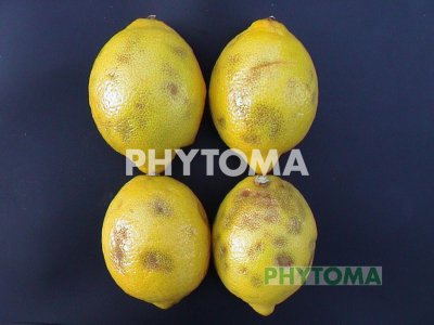 Endoxerosis