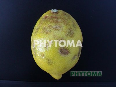 Endoxerosis
