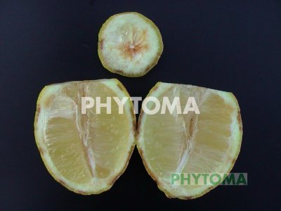 Endoxerosis