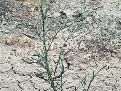 Aster / Escobera / Matacaveros / Trencadalles