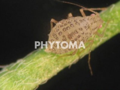 Pulgón manchado de la alfalfa