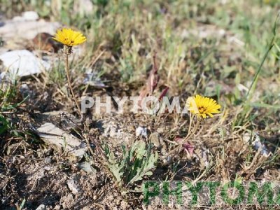 Cosconilla / lechuguilla / lechuguilla dulce / redentosa