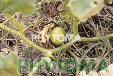 Calabaza
