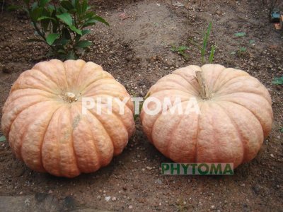 Calabaza