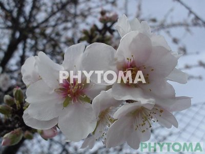 Almendro