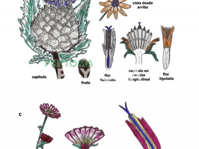 Alcachofa, girasol y achicoria