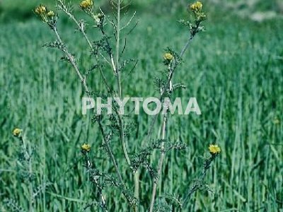 Sofía / Ajenjo loco / Jaramago / Hierba de la sabiduría / Herba de Santa Sofía 