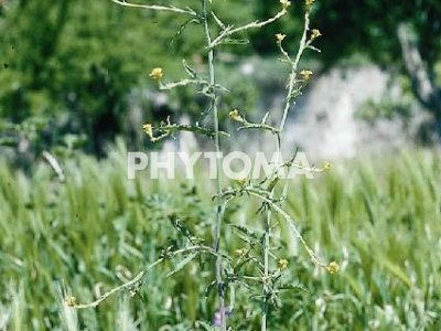 Hierba de los cantores / Jaramago /  Encendecandiles /  Erisimo de los griegos / Erisimo oficinal / Hierba de los chantres / Hierba de los predicadores /  Hierba de San Alberto / Hierba meona / Irion 