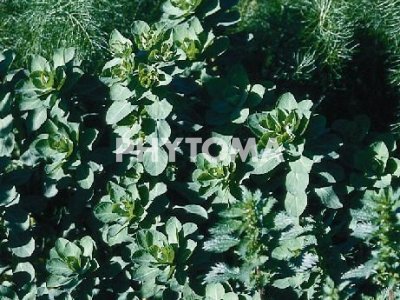 Lechetrezna de huerta / Mamona / Lletera d’hort 