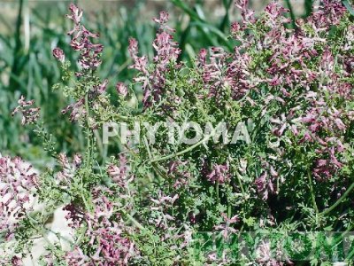 Fumaria rampa de altura / Fumaria bastardo 