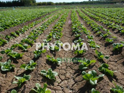 Lechuga