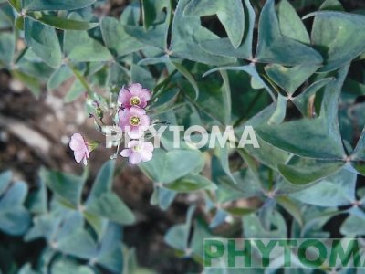 Trébol de huerta / Aleluya / Acederilla / Magreta / Agret / Pa de cucut