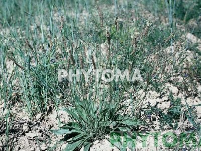 Llantén menor / Plantaina / Plantatge de fulla estreta / Llengua de bou