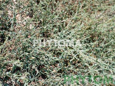 Ciennudos / Pasacaminos / Centinodia / Lengua de pájaro / Corregüela de los caminos / Passacamins / Centinòdia / Herba del nuguet