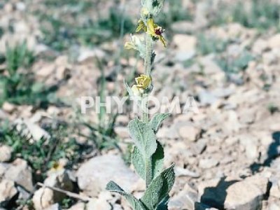 Hoja de oso o de lobo / Porpra / Torpa / Cua de coll