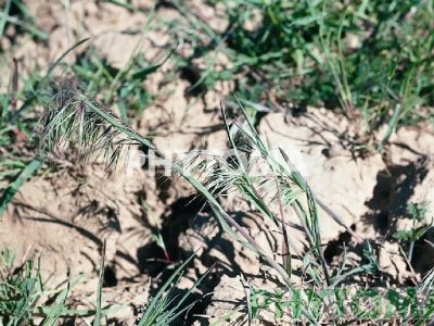 Espiguilla colgante / Arabueyes / Margall penjoll